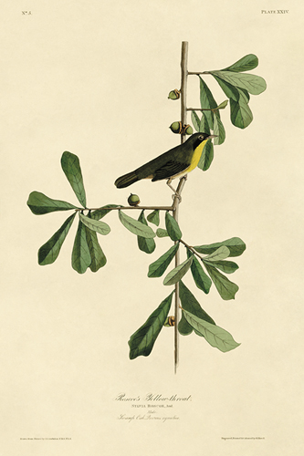 Roscoe's Yellow-throat - James Audubon
