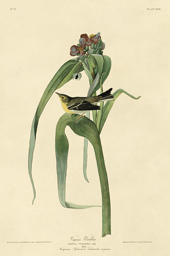 Vigor's Warbler - James Audubon