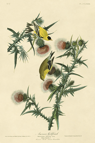 American Goldfinch - James Audubon