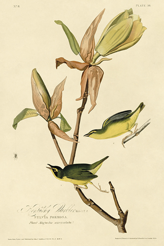 Kentucky Warbler - James Audubon