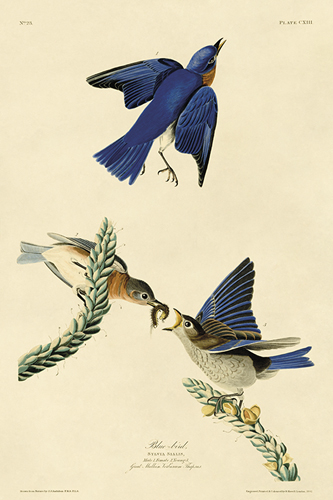 Blue-bird - James Audubon