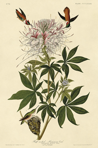 Ruff-necked Humming-bird - James Audubon