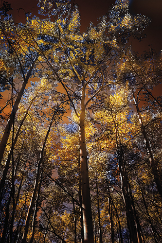 Leafy Shelter - Bobbie Goodrich