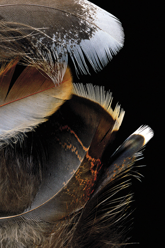 Birds of a Feather - Nadia Culph