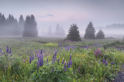 Wildflower Meadow - Haze - Cornelia Doerr