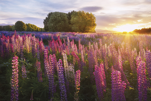Wildflower Meadow - Sunlit - Chris  Gin