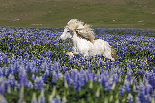 Wild Horse - Bloom - Tim Mannakee