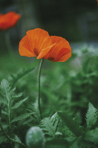 Garden Growth - Poppy - Sarah Hart Morgan