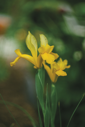 Garden Growth - Iris - Sarah Hart Morgan