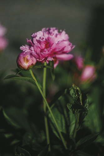 Garden Growth - Peony - Sarah Hart Morgan