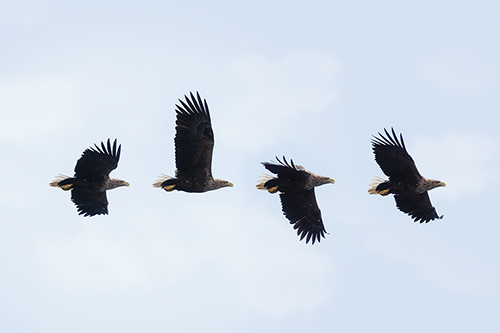 Four in Flight - Andreas Stridsberg