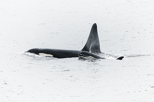 Whale Watching - Andreas Stridsberg