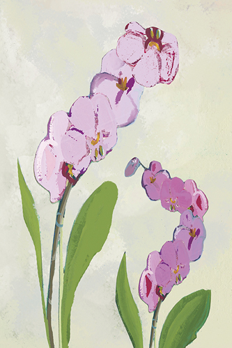 Orchid Blossom - Shoots - Kay Widdowson