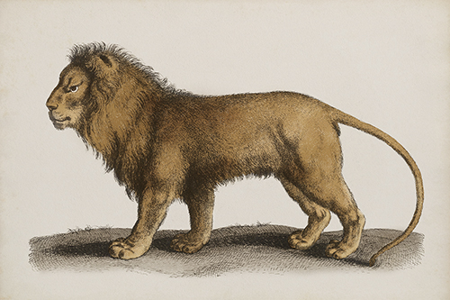Panthera Leo - The Drammis Collection