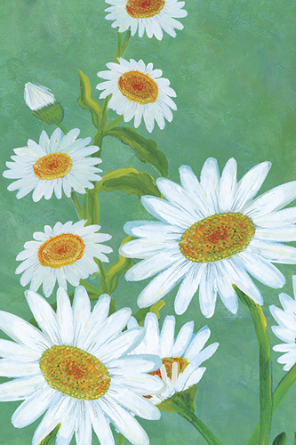 Daisy Spring - Bloom - Kay Widdowson