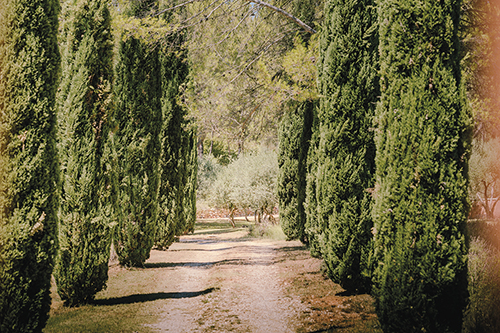Woodland Harmony - Pathway - Florian Schleinig