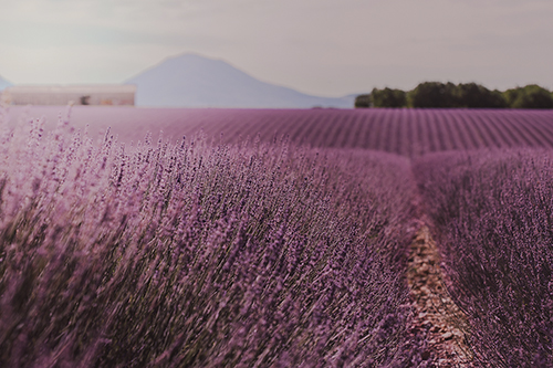 Purple Prairie Plains - Panorama - Florian Schleinig