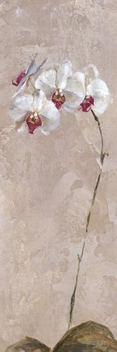 Contemporary Orchid II - Focus - Carney