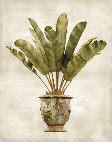 Botanica Tropical - Emma Hill