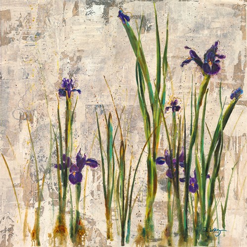 Iris Mist - Carney