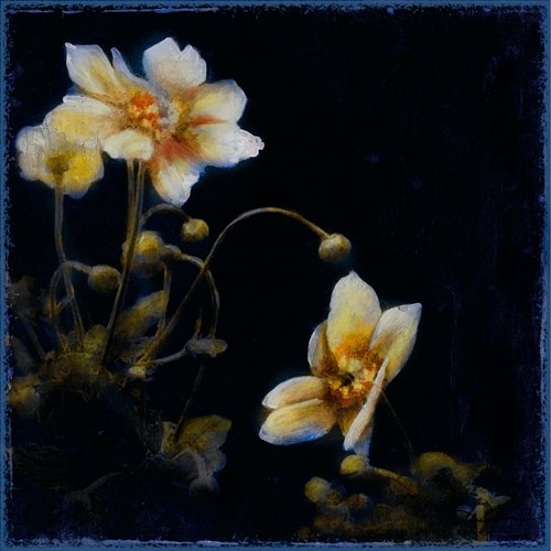 Midsummer Night Bloom III - Douglas