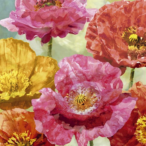 Playful Poppies II - Tania Bello