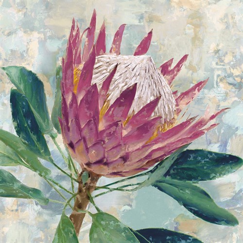 Protea Majestic - Tania Bello
