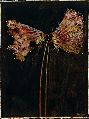 Floral Negative II - Douglas