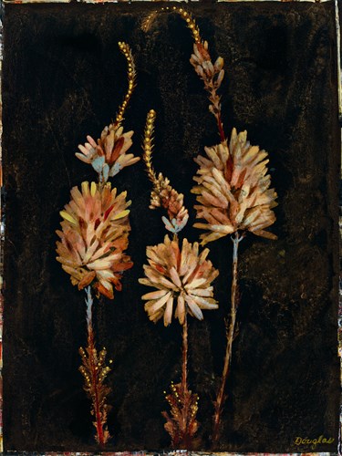 Floral Negative IV - Douglas