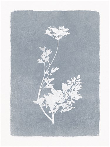 Floral Silhouette - Stem - Thomas  Hazlehurst
