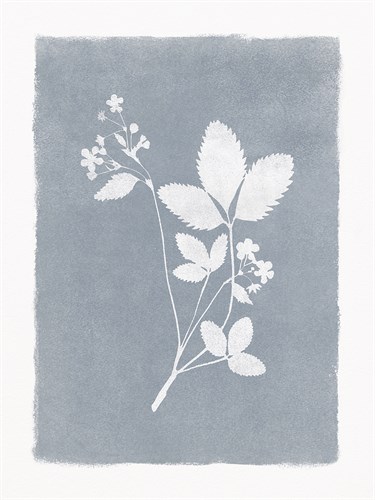 Floral Silhouette - Leaf - Thomas  Hazlehurst