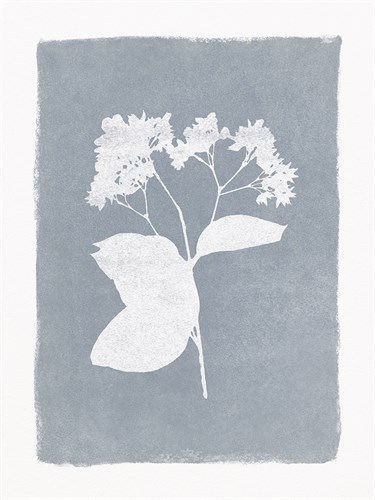 Floral Silhouette - Bud - Thomas  Hazlehurst