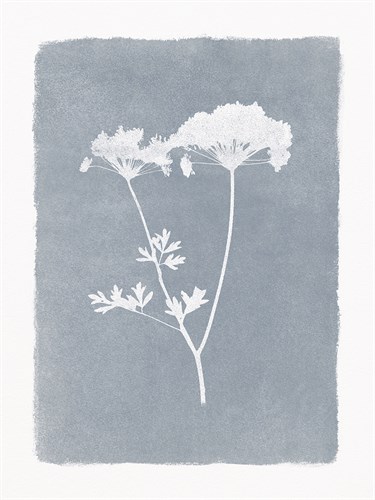 Floral Silhouette - Bloom - Thomas  Hazlehurst