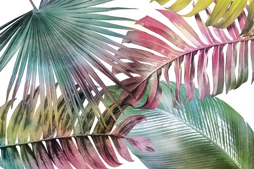 Palm Fantasy - Rainbow - Paul Duncan