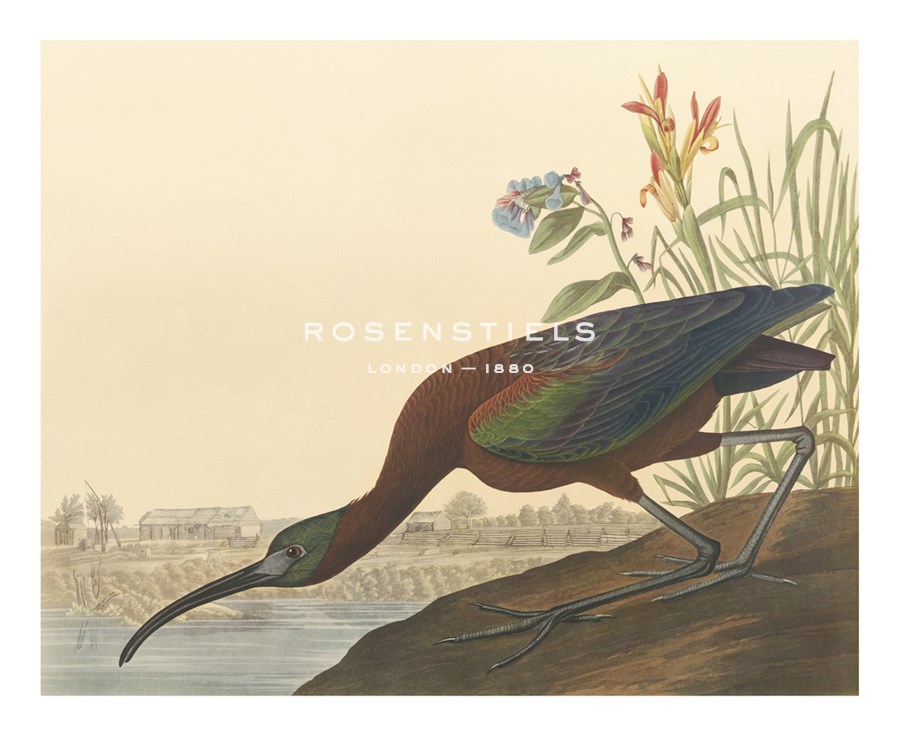 The Glossy Ibis - James Audubon