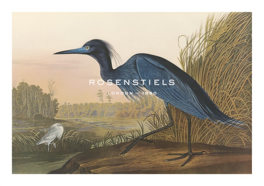 Blue Crane - James Audubon