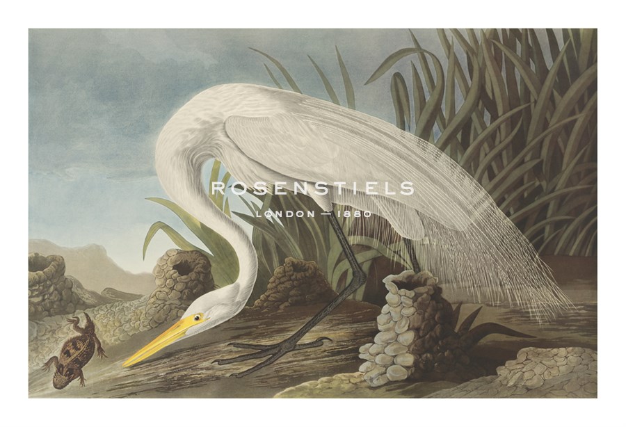 White Heron - James Audubon