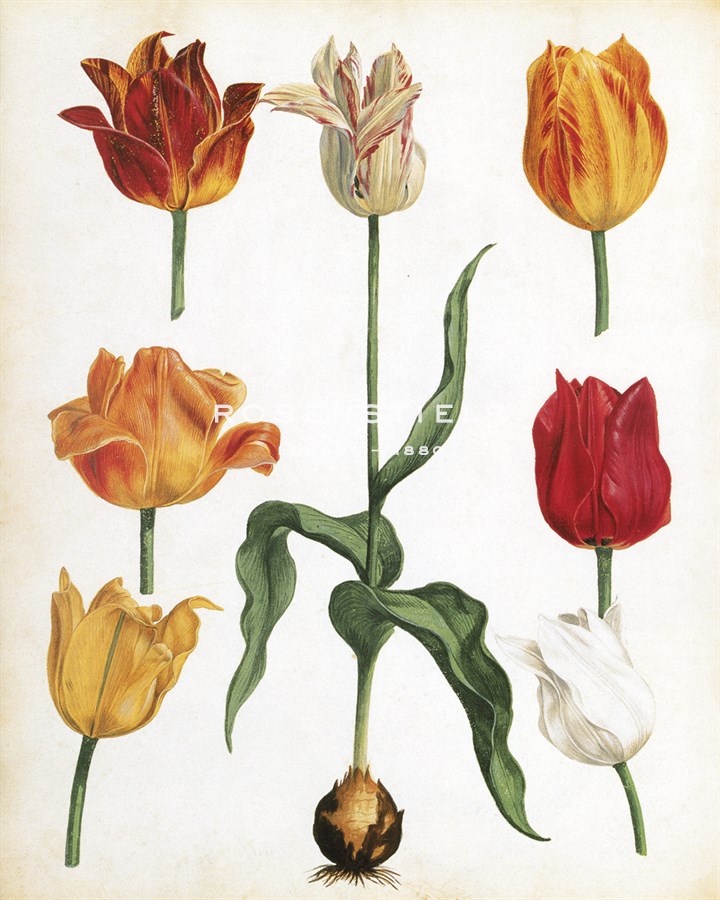 Tulip Varieties II - The Vintage Collection