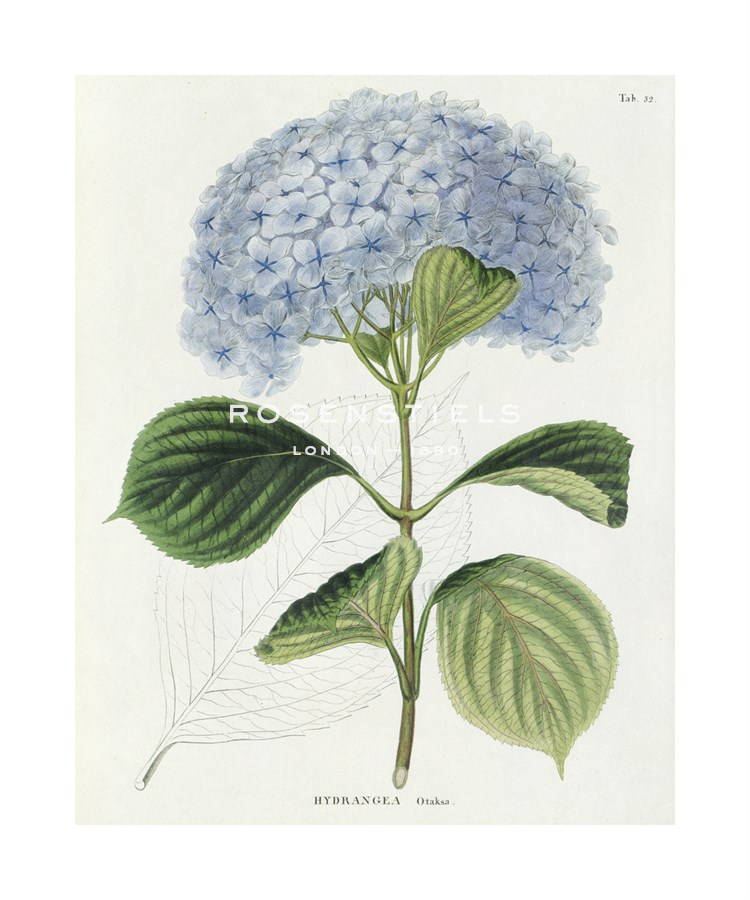 Hydrangea Otaksa - The Vintage Collection