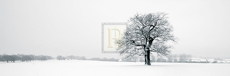 Winter Oaks - Joseph Eta