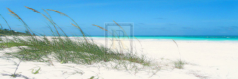 Dune Grasses - Malcolm Sanders