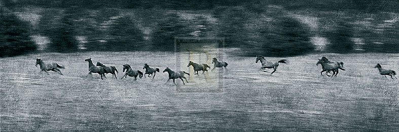 Stampede - Pete Kelly
