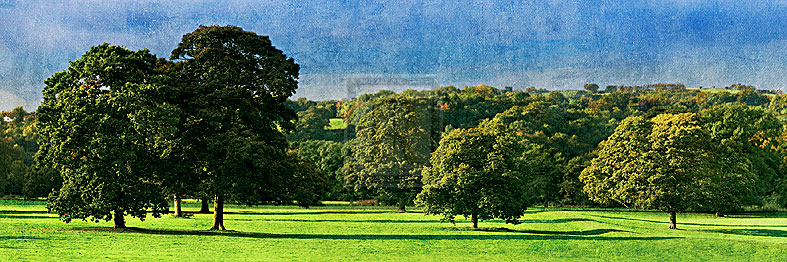 English Meadow - Pete Kelly