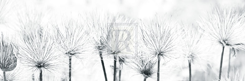 Pasque Flower - Katja Marzahn