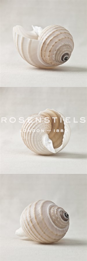 Seashell Trio I - Assaf Frank