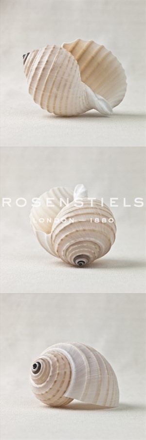 Seashell Trio III - Assaf Frank