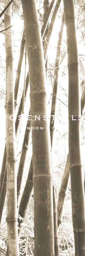 Bamboo Grove IV - Douglas Yan
