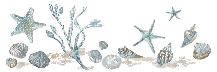 Sea Treasures - Shells - Sandra Jacobs
