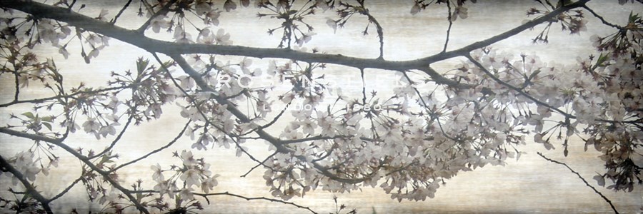 Cherry Blossom Tree - Tony Koukos