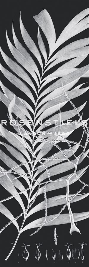 Plantes Exotique I - Noir - Maria Mendez